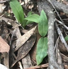 Chiloglottis sp. at Brindabella, NSW - suppressed