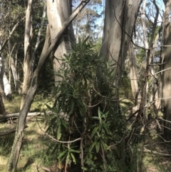 Bedfordia arborescens (Blanket Bush) at Brindabella, NSW - 6 Dec 2022 by Tapirlord