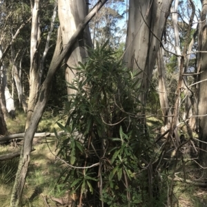 Bedfordia arborescens at Brindabella, NSW - 7 Dec 2022 10:06 AM