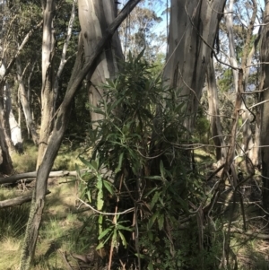 Bedfordia arborescens at Brindabella, NSW - 7 Dec 2022 10:06 AM