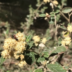 Pomaderris subcapitata at Cotter River, ACT - 7 Dec 2022