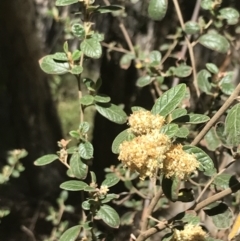 Pomaderris subcapitata at Cotter River, ACT - 7 Dec 2022