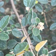 Pomaderris subcapitata at Cotter River, ACT - 7 Dec 2022