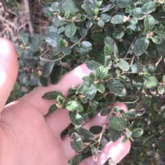 Pomaderris subcapitata at Cotter River, ACT - 7 Dec 2022