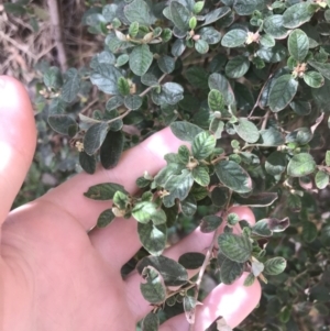 Pomaderris subcapitata at Cotter River, ACT - 7 Dec 2022 10:00 AM