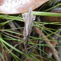 Hemerobiidae sp. (family) (Unidentified brown lacewing) at QPRC LGA - 21 Mar 2021 by arjay