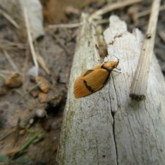 Pedois humerana (A Gelechioid moth) at Mongarlowe River - 12 Jan 2022 by arjay