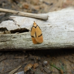 Pedois humerana at Charleys Forest, NSW - 12 Jan 2022