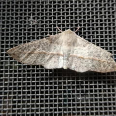 Antictenia punctunculus (A geometer moth) at Charleys Forest, NSW - 5 Jan 2022 by arjay