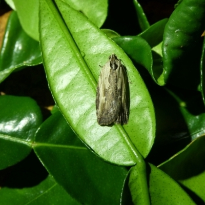 Cryptoptila immersana (A Tortricid moth) at QPRC LGA - 10 Dec 2021 by arjay