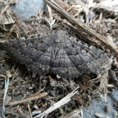 Diatenes gerula (An Erebid moth) at QPRC LGA - 28 Nov 2021 by arjay