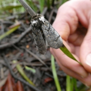 Oenosandra boisduvalii at Charleys Forest, NSW - 21 Mar 2021