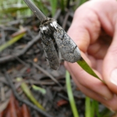 Oenosandra boisduvalii (Boisduval's Autumn Moth) at Charleys Forest, NSW - 21 Mar 2021 by arjay