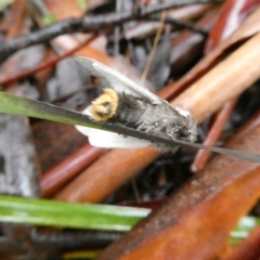 Oenosandra boisduvalii at Charleys Forest, NSW - 21 Mar 2021