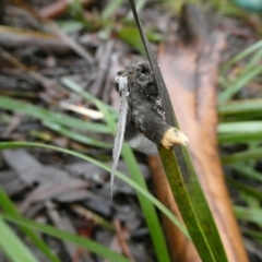 Oenosandra boisduvalii at Charleys Forest, NSW - 21 Mar 2021