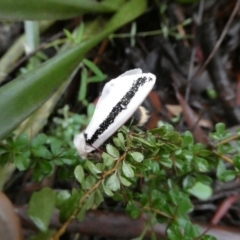 Oenosandra boisduvalii (Boisduval's Autumn Moth) at Charleys Forest, NSW - 21 Mar 2021 by arjay