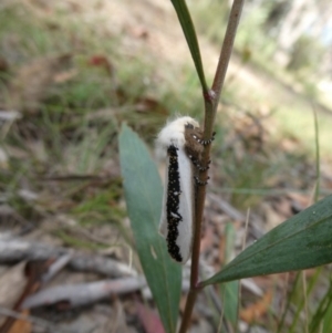 Oenosandra boisduvalii at Charleys Forest, NSW - 21 Mar 2021