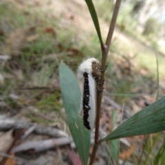 Oenosandra boisduvalii at Charleys Forest, NSW - 21 Mar 2021