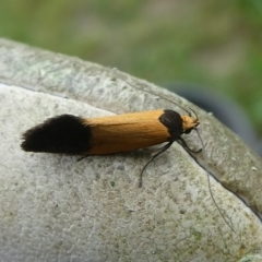 Merocroca automima (Chezala group) at Charleys Forest, NSW - 28 Oct 2022 by arjay