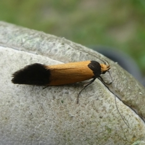 Merocroca automima at Charleys Forest, NSW - suppressed