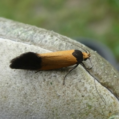 Merocroca automima (Chezala group) at Mongarlowe River - 28 Oct 2022 by arjay