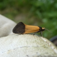 Merocroca automima at Charleys Forest, NSW - suppressed