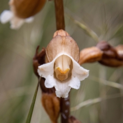 Gastrodia sesamoides (Cinnamon Bells) at Tidbinbilla Nature Reserve - 30 Dec 2022 by SWishart