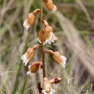 Gastrodia sesamoides at Paddys River, ACT - 30 Dec 2022