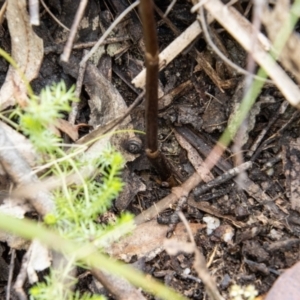 Gastrodia sesamoides at Paddys River, ACT - 30 Dec 2022