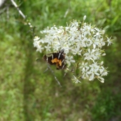 Hecatesia fenestrata (Common Whistling Moth) at Charleys Forest, NSW - 3 Feb 2021 by arjay