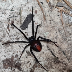 Latrodectus hasselti at Isaacs, ACT - 30 Dec 2022