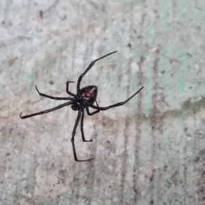 Latrodectus hasselti at Isaacs, ACT - 30 Dec 2022