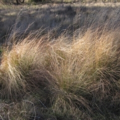 Eragrostis curvula (African Lovegrass) at Weetangera, ACT - 18 Jul 2022 by pinnaCLE