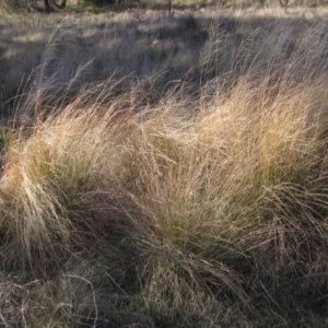 Eragrostis curvula at Weetangera, ACT - 18 Jul 2022