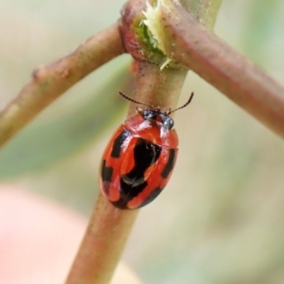 Peltoschema festiva (Leaf Beetle) at Aranda Bushland - 30 Dec 2022 by CathB