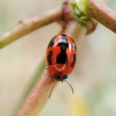 Peltoschema festiva at Molonglo Valley, ACT - 30 Dec 2022 12:02 PM