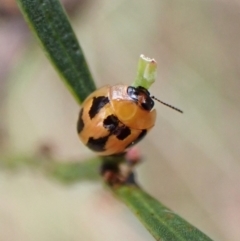 Peltoschema festiva at Molonglo Valley, ACT - 30 Dec 2022 12:02 PM