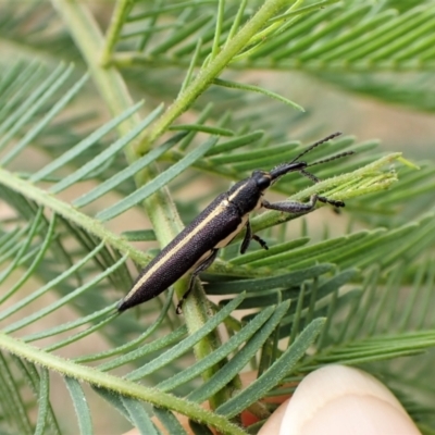 Rhinotia suturalis (Belid weevil) at Point 4376 - 30 Dec 2022 by CathB