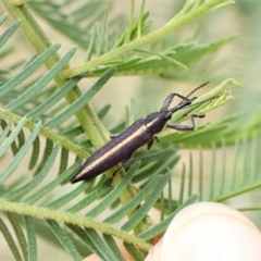 Rhinotia suturalis at Molonglo Valley, ACT - 30 Dec 2022