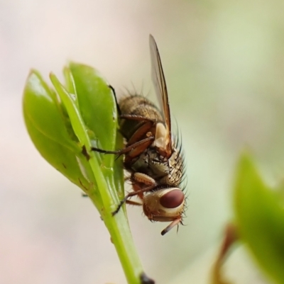 Exorista sp. (genus) (A Bristle Fly) at Molonglo Valley, ACT - 30 Dec 2022 by CathB