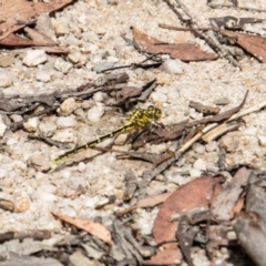 Austrogomphus guerini (Yellow-striped Hunter) at Paddys River, ACT - 30 Dec 2022 by SWishart