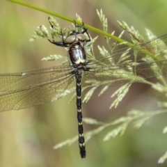 Eusynthemis guttata (Southern Tigertail) at Tidbinbilla Nature Reserve - 30 Dec 2022 by SWishart