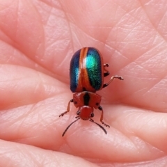 Calomela curtisi (Acacia leaf beetle) at Aranda Bushland - 30 Dec 2022 by CathB