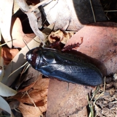 Panesthia australis (Common wood cockroach) at Cook, ACT - 23 Dec 2022 by CathB