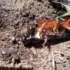 Panesthia australis at Cook, ACT - 23 Dec 2022