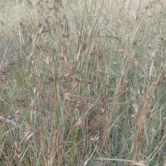 Themeda triandra (Kangaroo Grass) at Jerrabomberra, ACT - 30 Dec 2022 by CallumBraeRuralProperty