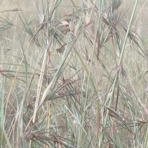 Themeda triandra at Jerrabomberra, ACT - 30 Dec 2022