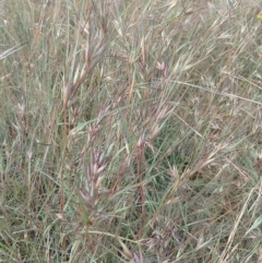 Themeda triandra at Jerrabomberra, ACT - 30 Dec 2022