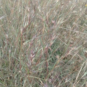 Themeda triandra at Jerrabomberra, ACT - 30 Dec 2022