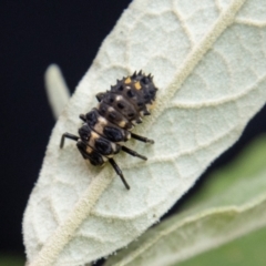 Harmonia conformis (Common Spotted Ladybird) at Paddys River, ACT - 30 Dec 2022 by SWishart